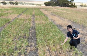 La soja podría cambiar el juego para algunas rotaciones de cultivos de WA. | Granja semanalmente