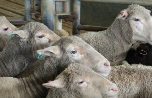 El sistema de ovejas y cabras de Eid gana tracción en WA | Granja semanalmente