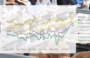 Los procesadores cortan el volumen para sacar el calor del mercado de vacas: “Es insostenible”