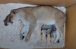 Denver Zoo Lion Mama da a luz a 4 cachorros