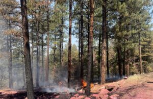 2 arrestados bajo sospecha de incendio provocado en Oak Fire cerca de Pagosa Springs