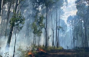 Lee Fire ahora cuarto más grande en la historia del estado