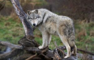 Coloque Colorado Wolf encontrado muerto en Wyoming