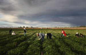 La represión de inmigración de Trump llega a los bancos de alimentos y a los distribuidores de productos de bajos ingresos en California
