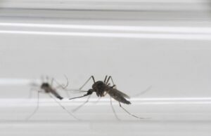 Denver, los residentes de Jeffco dan positivo para el virus del Nilo Occidental