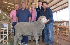 Resultados sólidos en Wogerlin Poll Merino’s Inaugural Ram Sale | Granja semanalmente