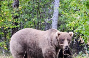 Qué saber sobre Fat Bear Week, y los Brawny Bruins listos para luchar por el título