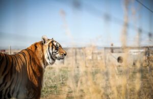 Handler una vez vinculado a Joe Exotic Mauled to Death by Tiger – The Denver Post