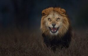 India lanza la campaña para recuperar a sus leones y ahora asusta porque comen gente