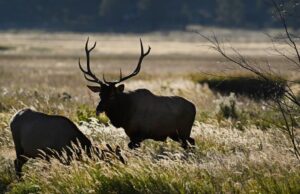 Tornos del condado de Conejos que buscan cazadores de alces desaparecidos