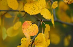 Los colores de otoño comienzan a surgir en Colorado High Country