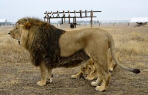 El santuario de animales salvajes de Keenesburg demanda al desarrollador