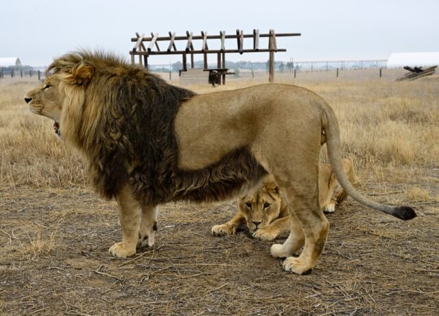 TDP-L-WILD-LIFE-CATS_JAC4134.jpg