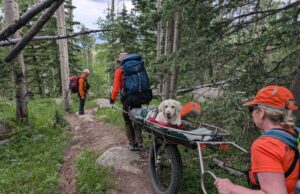 ¿Cuándo es seguro caminar con su perro?