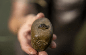 Mejillones cebra adultos que se encuentran en el río Colorado