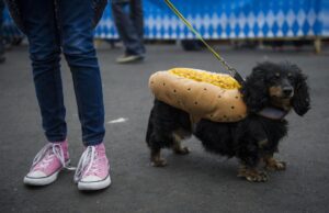 Mira a Wiener Dogs correr en las fiestas de Oktoberfest cerca de Denver