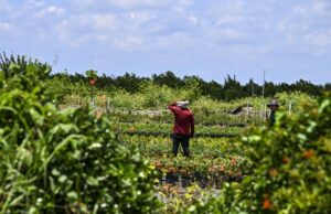 Más de 1.2 millones de inmigrantes desaparecieron de la fuerza laboral desde que Trump asumió el cargo, el informe afirma