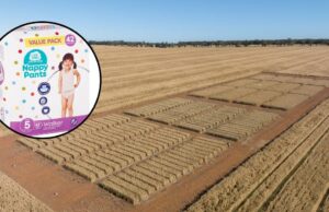 Khapra Beetle encontrado en pañales, batalla de bioseguridad para mantener fuera exótica plaga