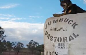 El acuerdo de la estación de ovejas de Rawlinna en el limbo seis meses después de que se anunciara la venta
