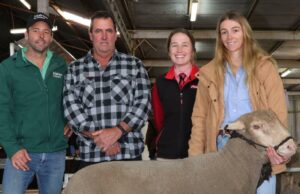 Los Rams alcanzaron un máximo de $ 2500 en tres ocasiones en la venta de Tiarri/Uralla | Granja semanalmente