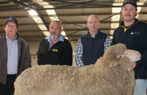 El aniversario de diamantes de Lewisdale Stud ve el éxito de la venta de Ram | Granja semanalmente