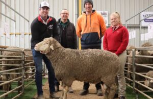 Combinada LEDWith Stud Sale Tops $ 3500 dos veces en Esperance | Granja semanalmente
