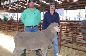 MERNA POLL MERINO TOPS Combinada Quairading Venta a $ 3100 | Granja semanalmente