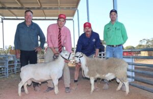 Cheetham’s Cheetara Stud vende Ultrawhites a una parte superior de $ 4100 | Granja semanalmente