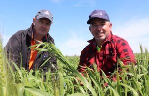 Los agricultores de Kellerberrin hacen un golpe para seis con nueva variedad de trigo Ragt Marsh
