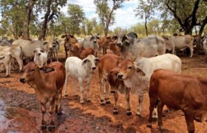 La juerga de la tierra de Beef Tycoon marca un nuevo capítulo para nuestra industria pastoral