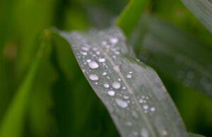 Hay mucha lluvia, pero no hay en todas partes en el extremo receptor