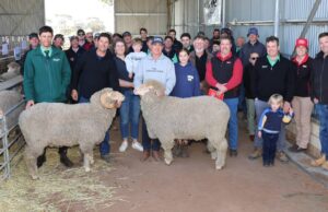 Los promedios aumentaron por una gran cantidad para esta venta de Merino y Merino.