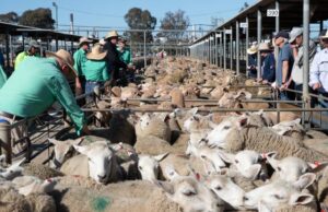 Top of the Lot: Nutrien afirma el título de agronegocios más confiable de Australia