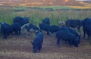 Los cerdos salvajes ‘cría como conejos’ y cultivos de pisoteo en el medio oeste