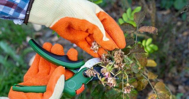 1_Gardener-removing-dry-on-bush-of-flowers-roses-with-pruner-in-garden-autumn-time.jpg