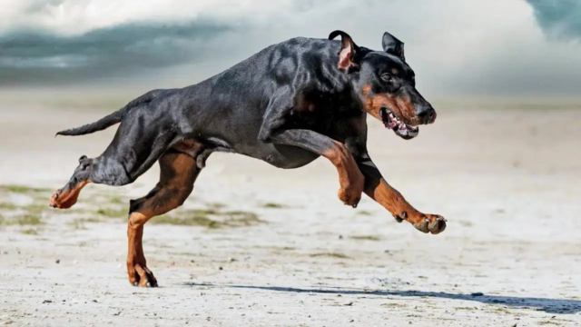 dogs-istock-rep-1761839955236_d.png
