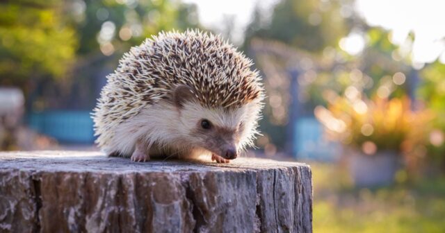 0_A-hedgehog-on-the-stump.jpg