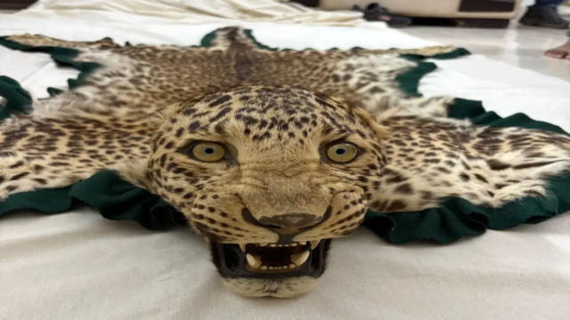 Leopardhead-1762620023810_d.png