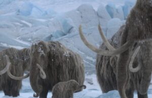 ¿Transmitirlo u omitirlo?