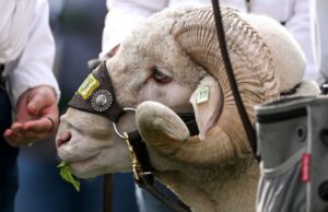 La sorpresiva oferta de fútbol americano de los CSU Rams se queda corta en Nuevo México