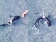 Un perro se encuentra cara a cara con un tiburón tigre en una playa australiana