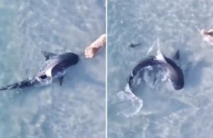 Un perro se encuentra cara a cara con un tiburón tigre en una playa australiana