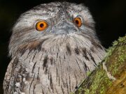 La lucha para salvar a los búhos, cucaburras y otras aves australianas del veneno para roedores