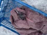 las playas están inundadas de petróleo, los pájaros están muriendo – EADaily, 24 de diciembre de 2025 – Accidentes, Ucrania