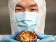 A medida que el cambio climático calienta los océanos, los erizos de mar se están extendiendo, amenazando los bosques de algas marinas