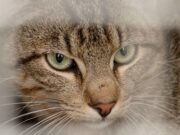 La Isla Canguro lucha contra los gatos