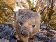 Los científicos descubren por qué sus excrementos tienen forma de cubo