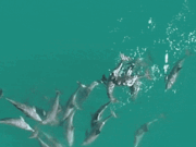 Un estudio encuentra que la calidad es más importante que la cantidad para un envejecimiento más lento