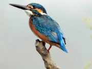 En fotos: El agradable clima invernal atrae pájaros coloridos a Mumbai