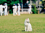 Diario de Mumbai: Dossier dominical